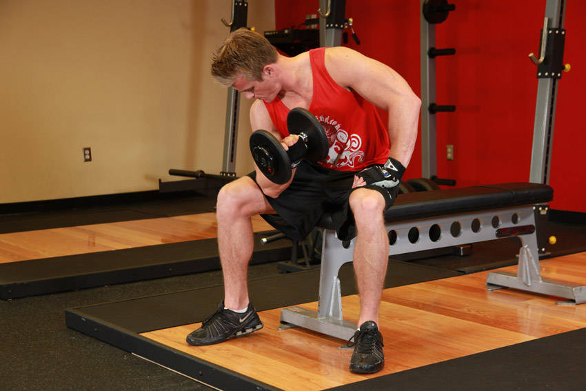 Concentration Curls - ending position